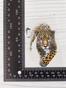 ТТ Леопард маленький (8*5,5см) - фото 14138