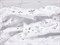 Мех велюр Снежинки варак, цв. белый - фото 17730
