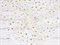 Фатин белый звезды варак - фото 17810