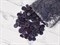 Набор пуговиц микс 300гр,  размер 1-3см, темно-фиолетовый - фото 18407